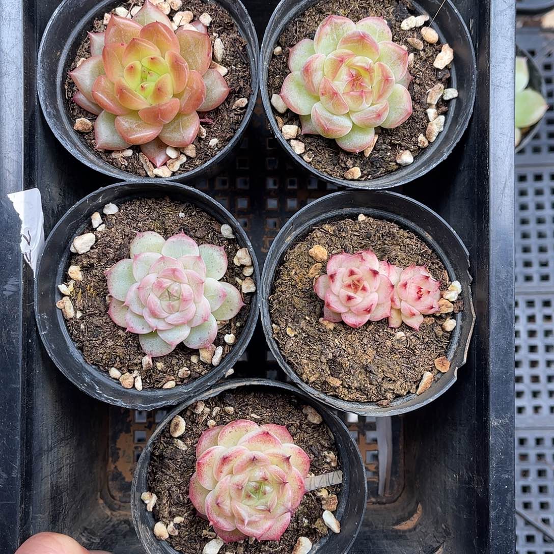 多肉一物一拍3-95