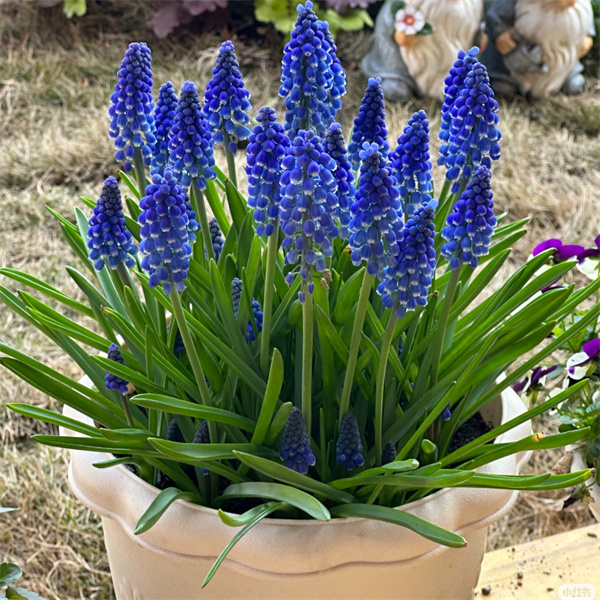 【十颗球】荷兰进口葡萄风信子盆栽室内阳台易养多年生耐寒种球植物