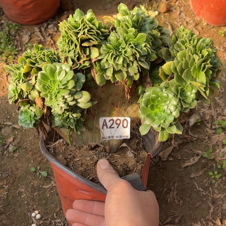 绿缀多肉植物290.