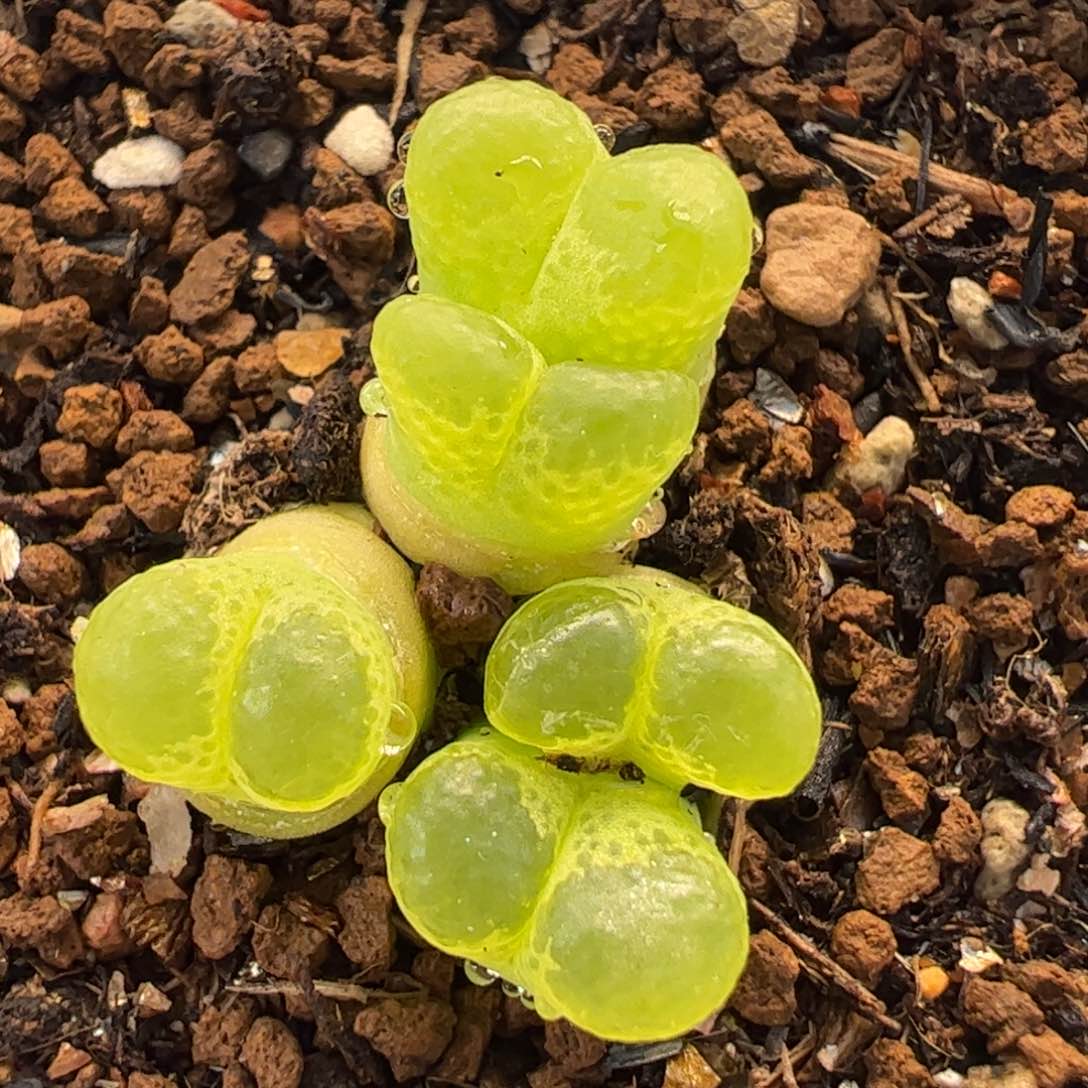 121多肉植物组合