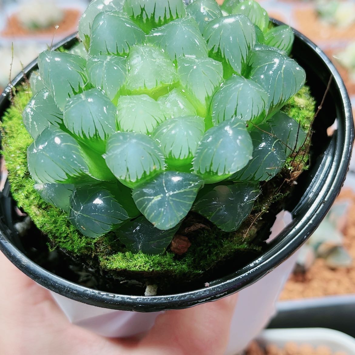 【闪购商品】实生玉露