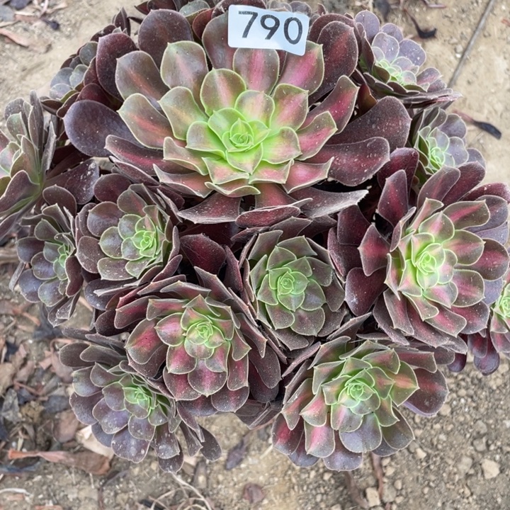 无花朵790多肉植物华纳