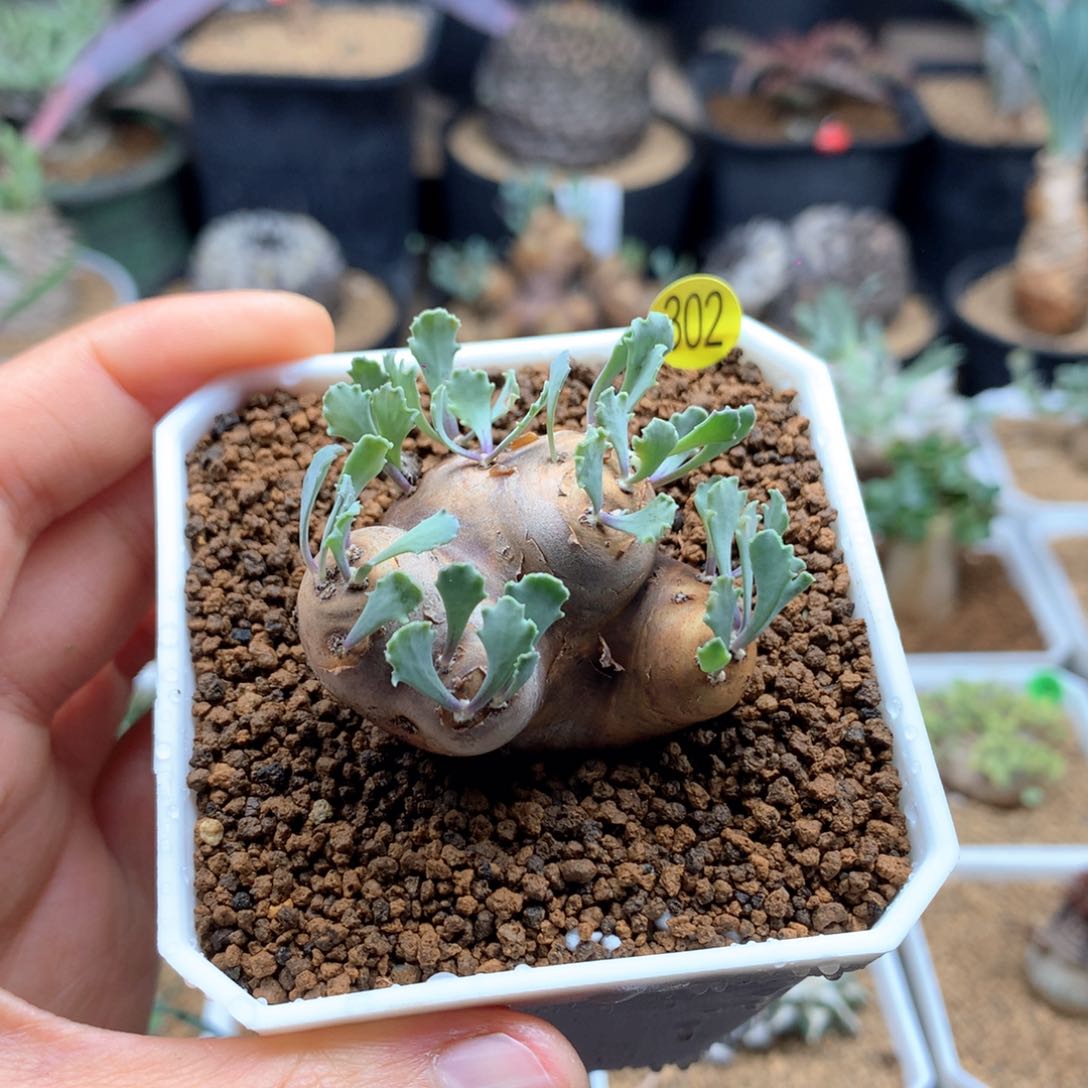 产地格加厚敦菊带盆