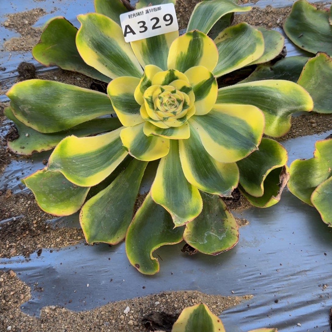 *****329王妃。多肉植物