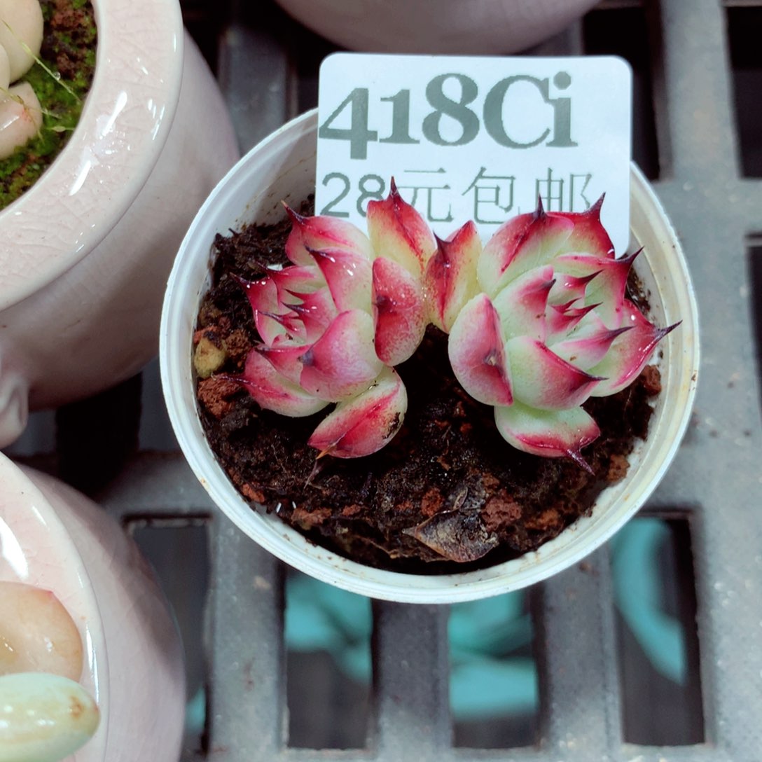 5厘米盆精控多肉418。