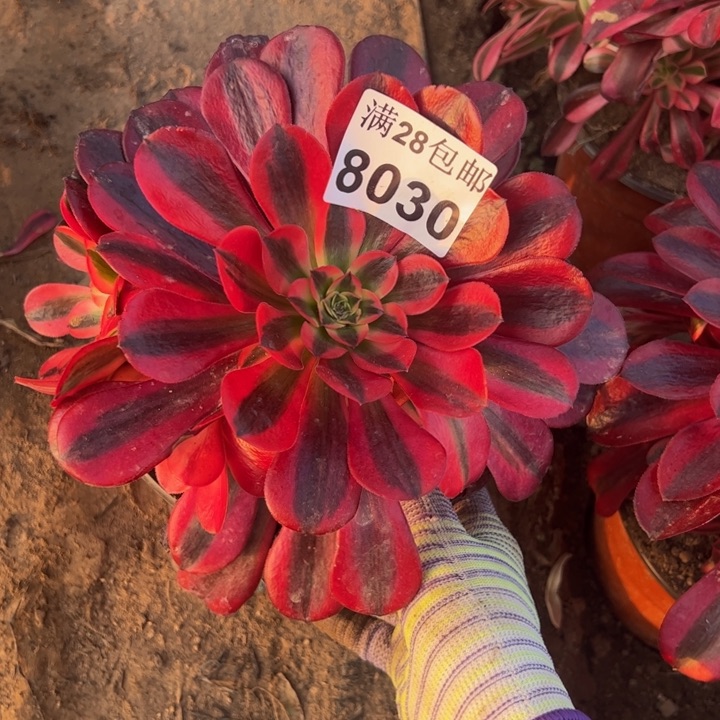 8030美杜莎多肉植物
