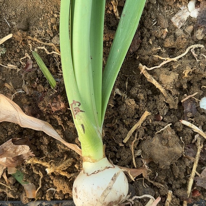 无花朵淘淘一号包对版