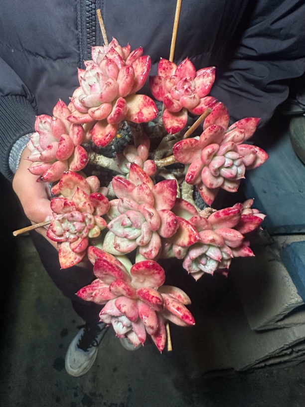 程成多肉植物奶油鳄梨