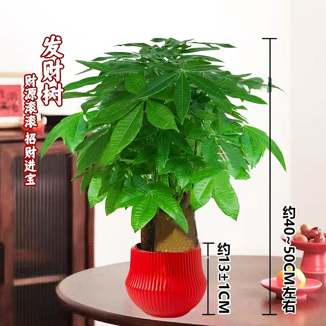 三杆发财树耐阴耐旱好养盆栽室内客厅桌面招财绿植花卉