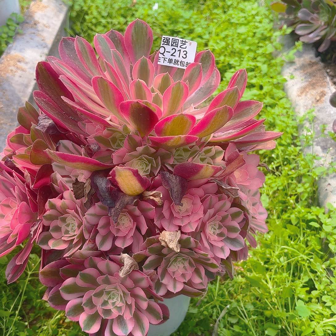 芋***友女巫多肉植物三号213