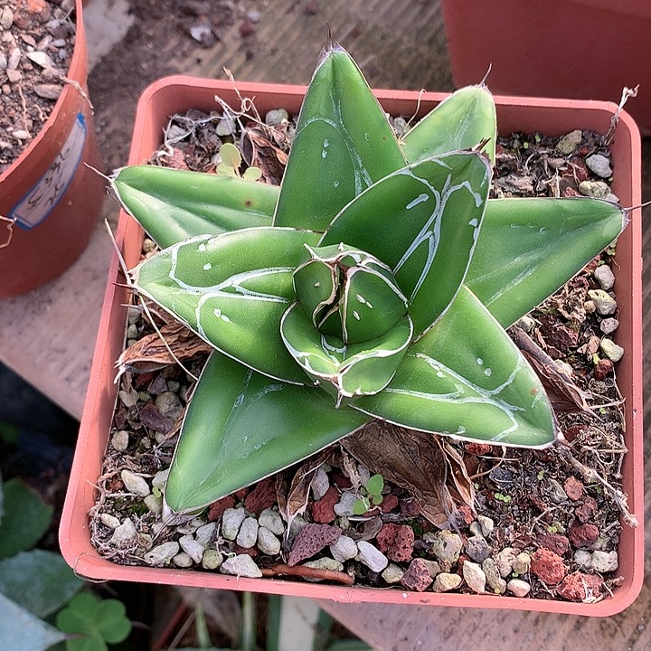 多肉植物龙舌兰科D型世之雪