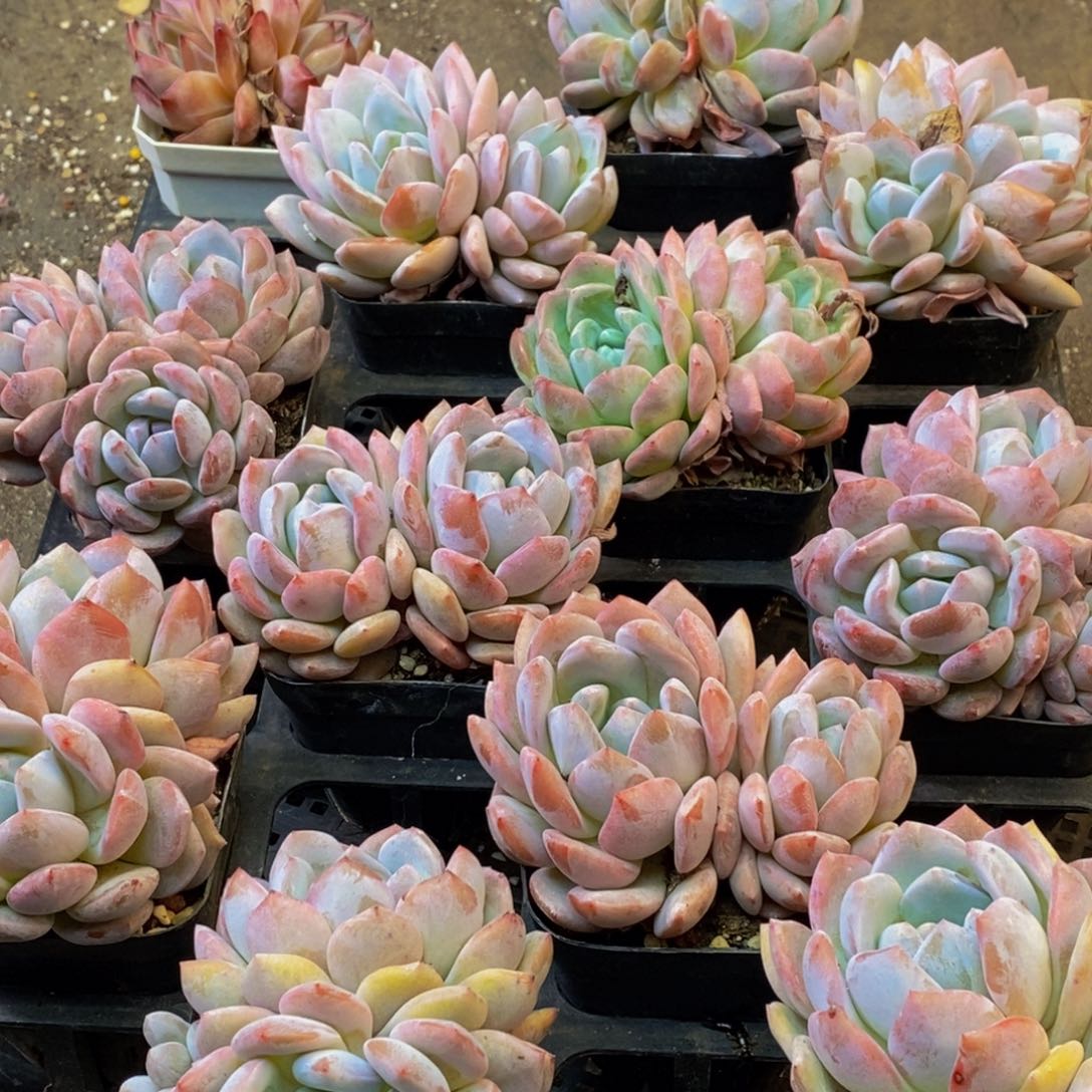 415多肉植物的任务就是说