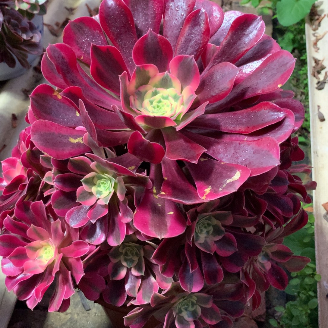 美杜莎，多肉植物的