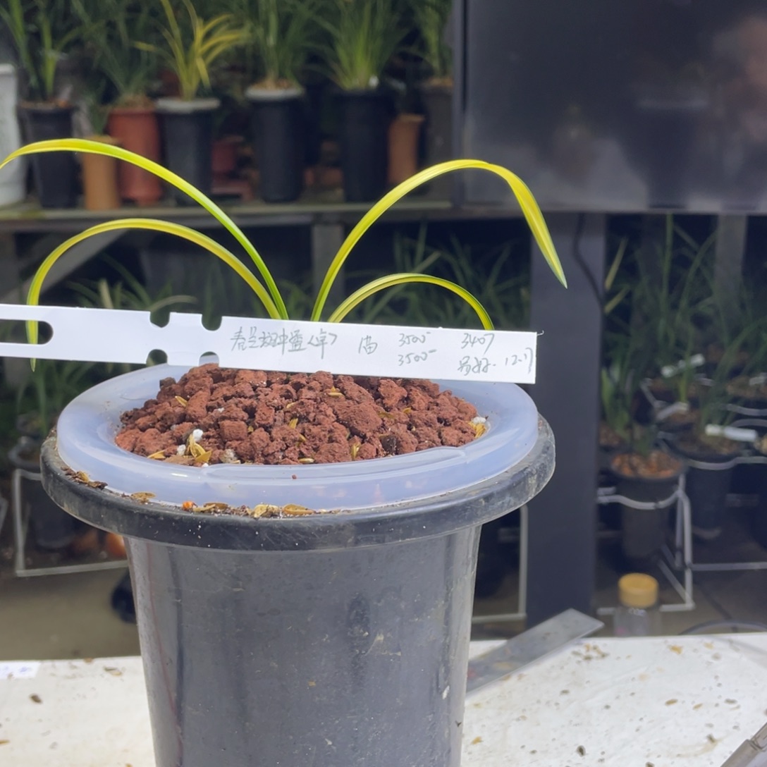 W***f完全开放春兰斑中透1苗易好合种