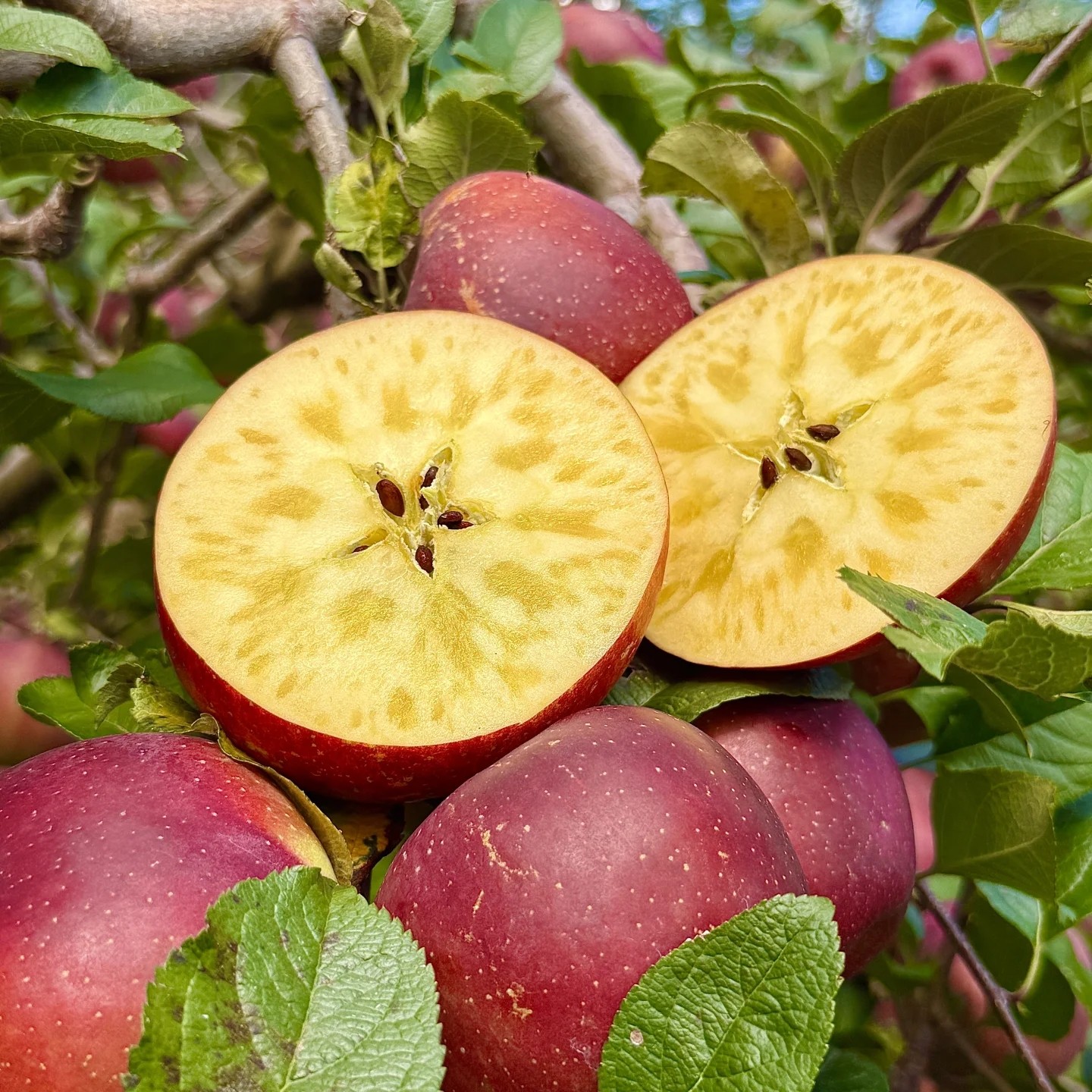 大凉山丑苹果1箱（约9斤）