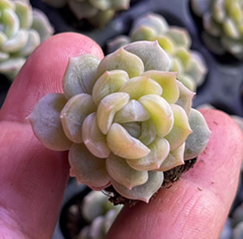 （满9.9元包邮）小白恋3厘米左右 