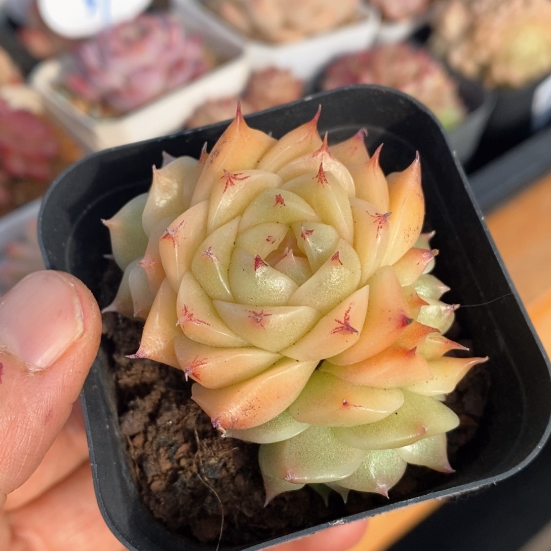 精品多肉一物一拍不包整52