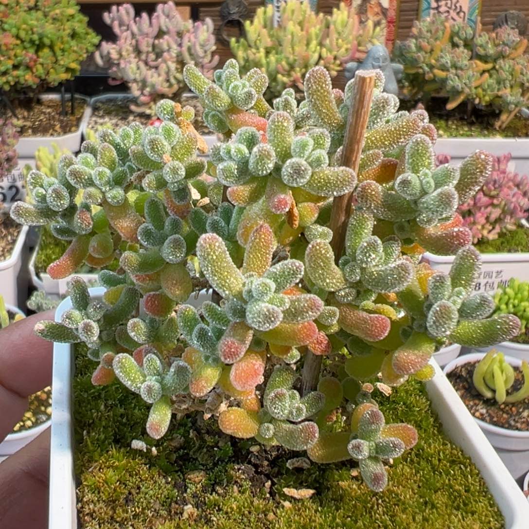 30-381冰晶老桩七方盆