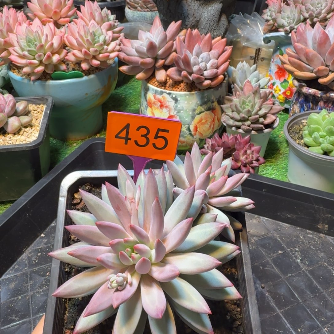 虞美人一物一拍435