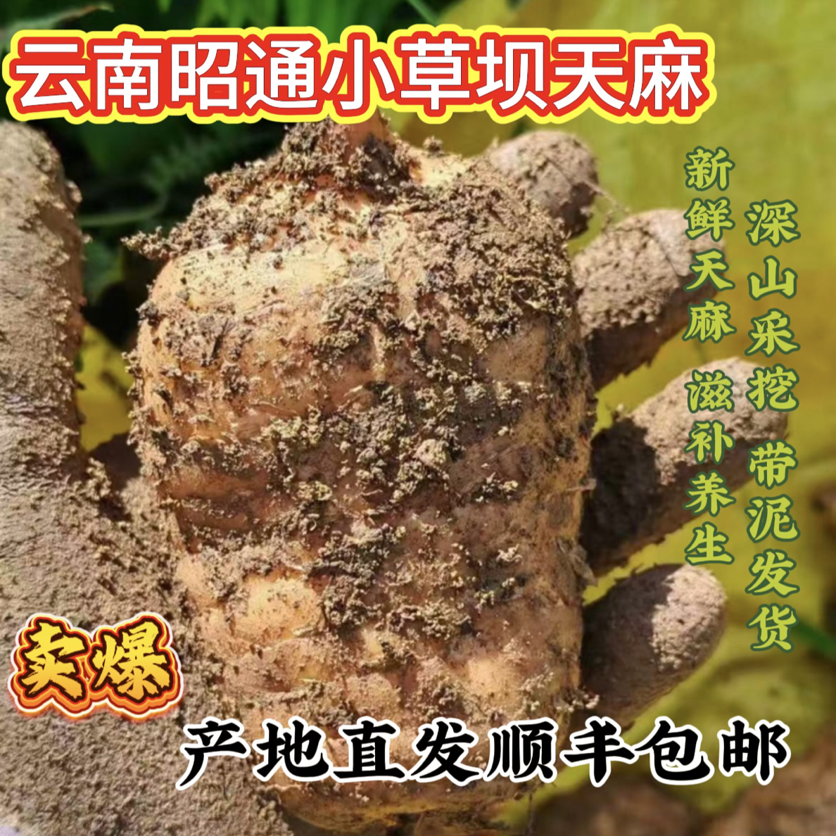 云南昭通小草坝新鲜乌天麻仿野生种植可煲汤炖肉泡酒1斤*1袋3级8-