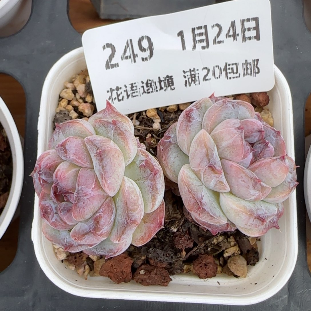 花语逸境0124-249