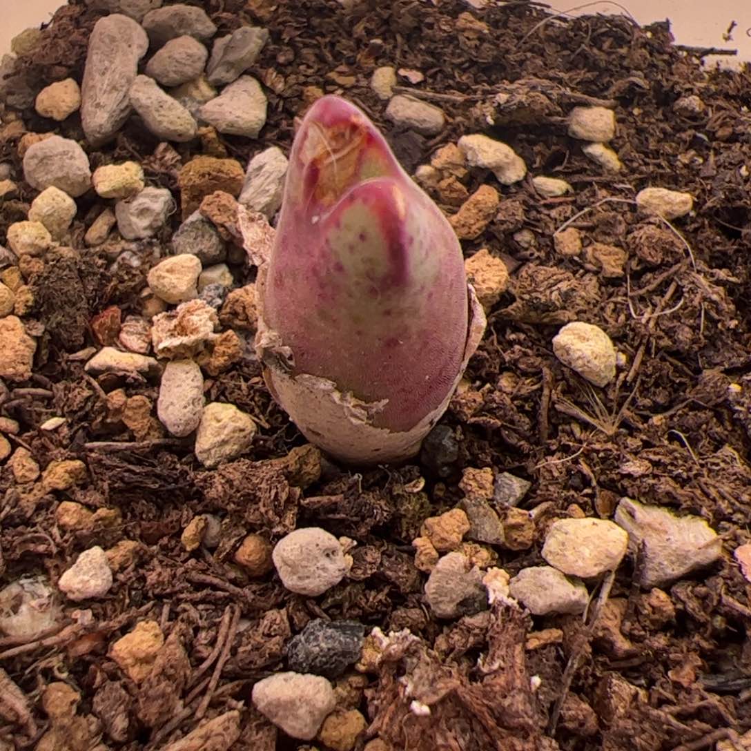 120号猪蹄杂交斑马12.28多肉