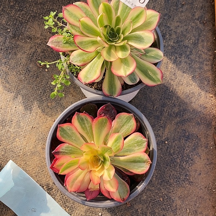 2225黑魔锦倾城多肉2颗