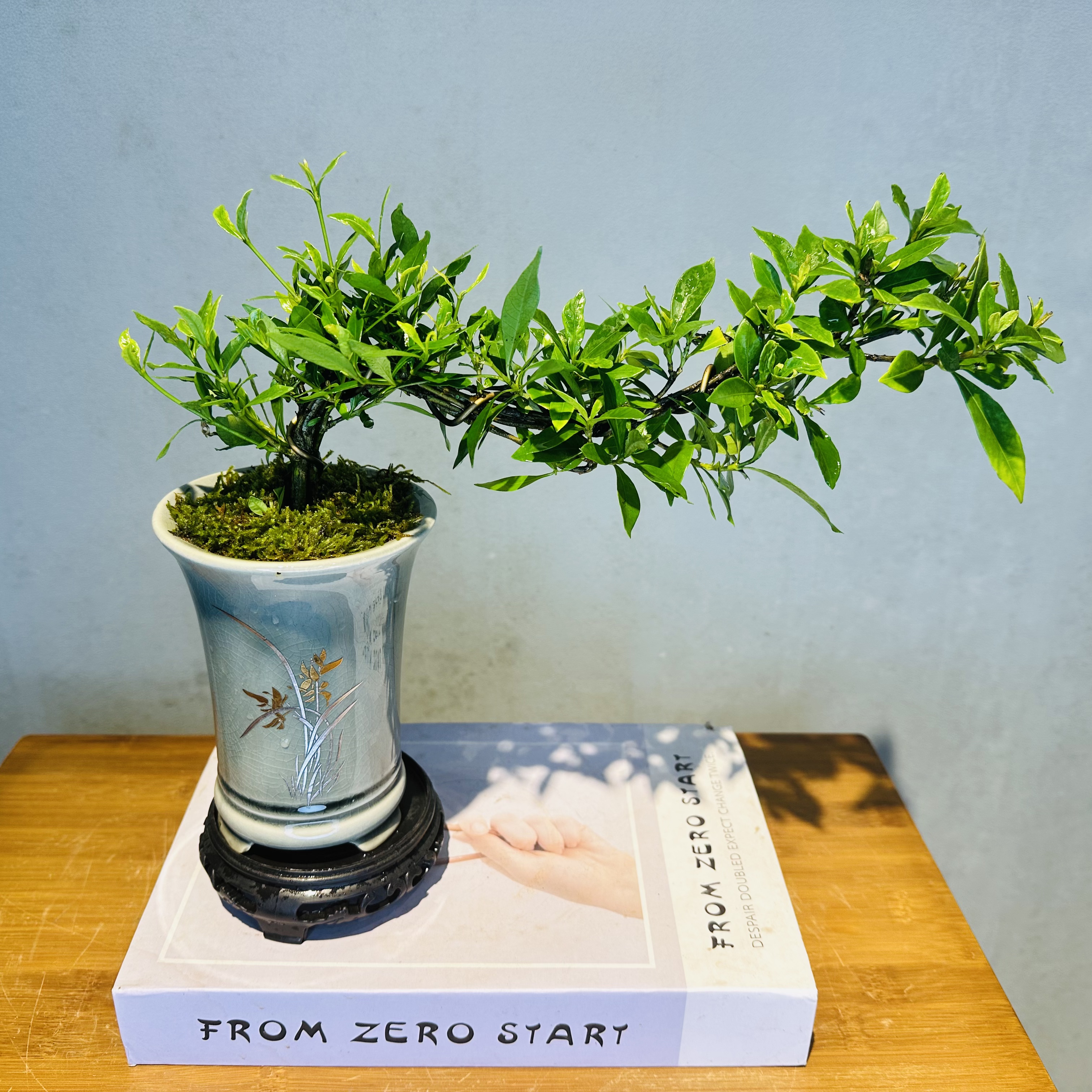 飘枝造型栀子花+墨兰小圆盆+接水盘