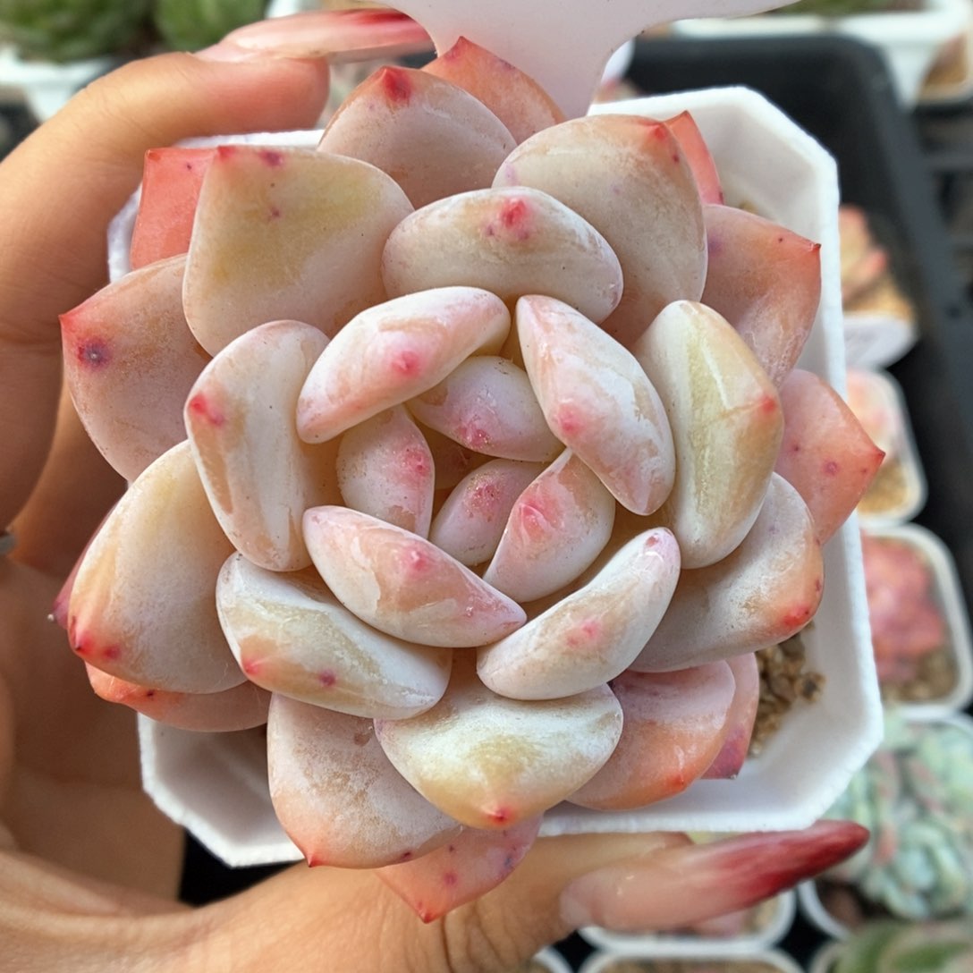 橙梦露可拍4312号。    