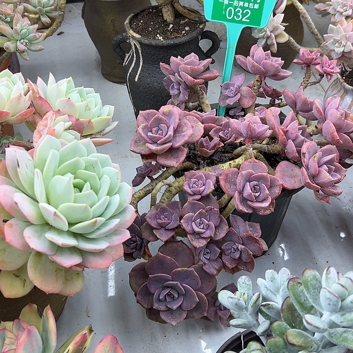 宝***宝彩虹糖多肉植物精华032