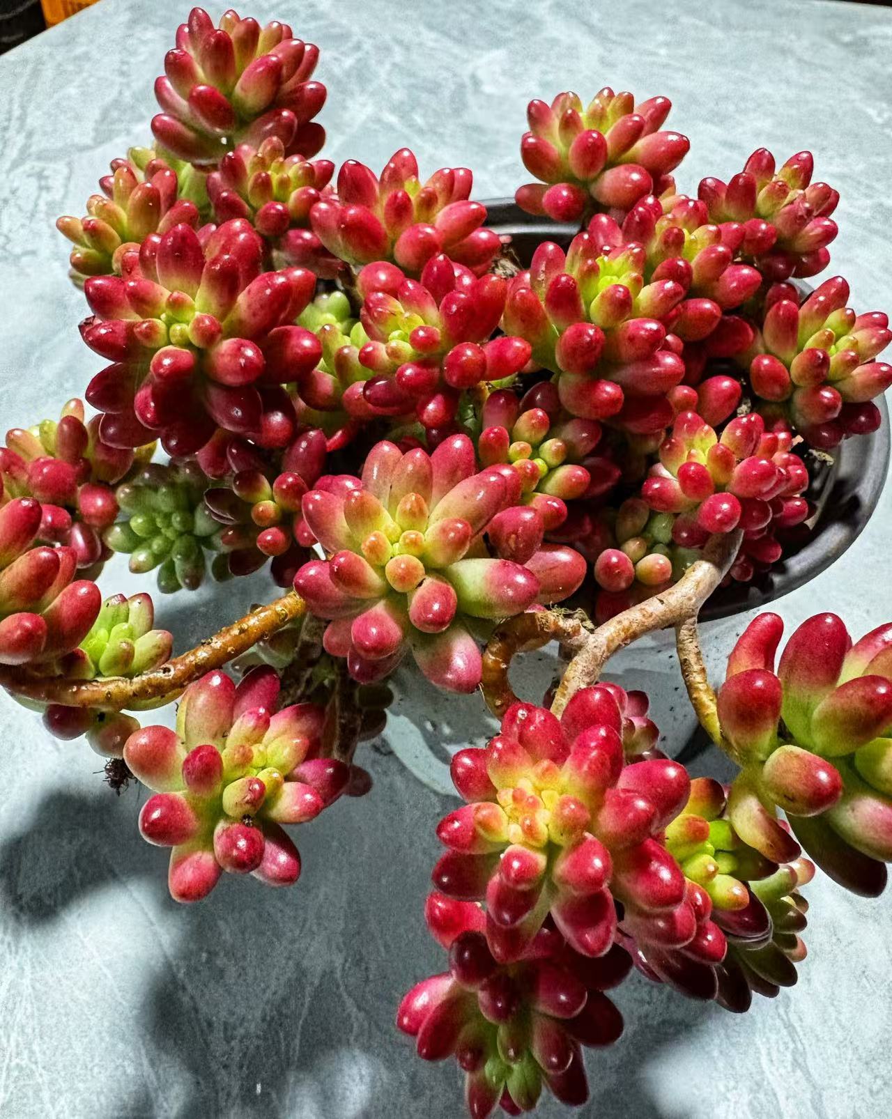 虹之玉锦带盆土 多肉植物耐旱 以直播展示为准