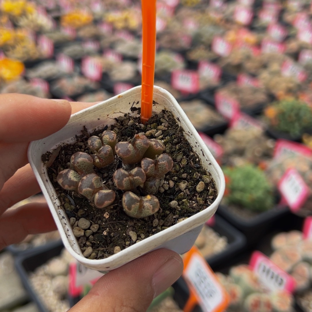 548 一物一拍，默认有伤，介意勿拍，不退不换