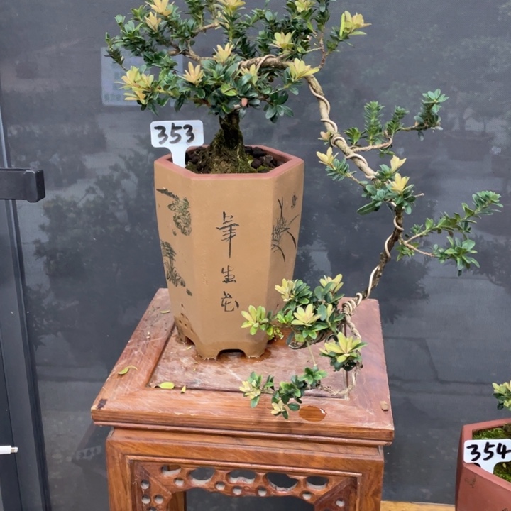 用***天以实际为准罗汉松353