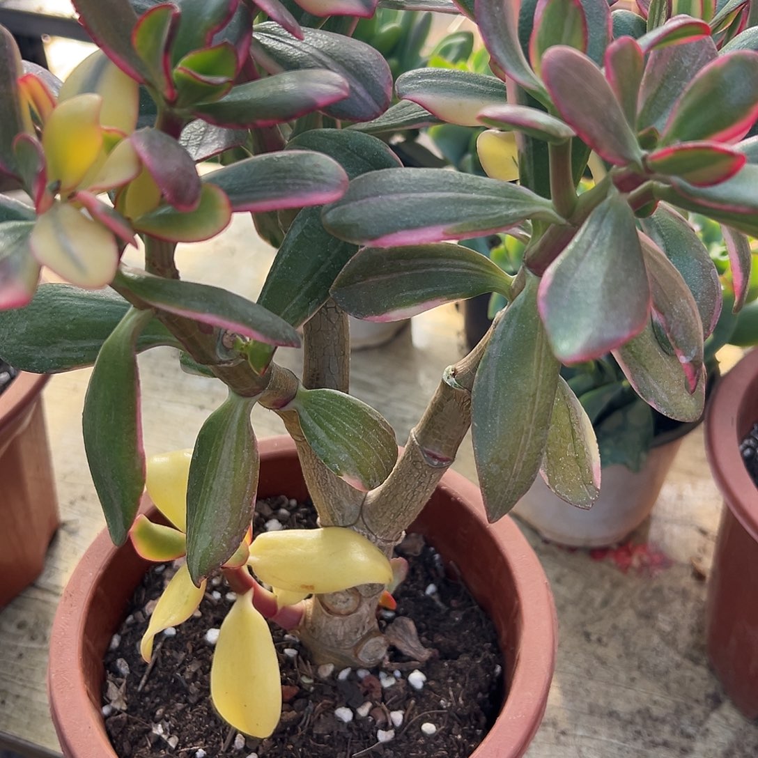 *****稀有三色花月变异锦带盆3128