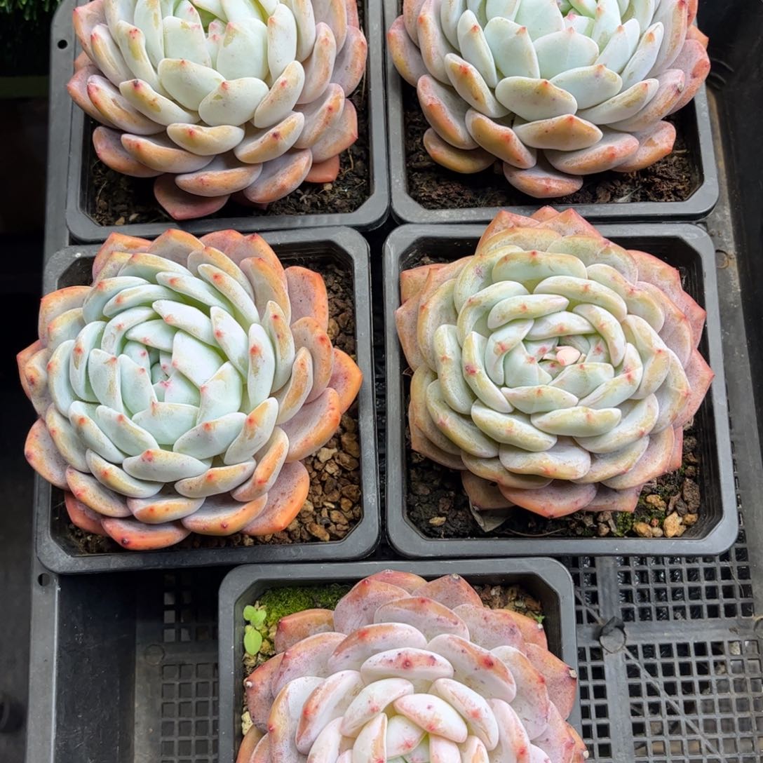 橙梦露老桩5颗一组福利福利