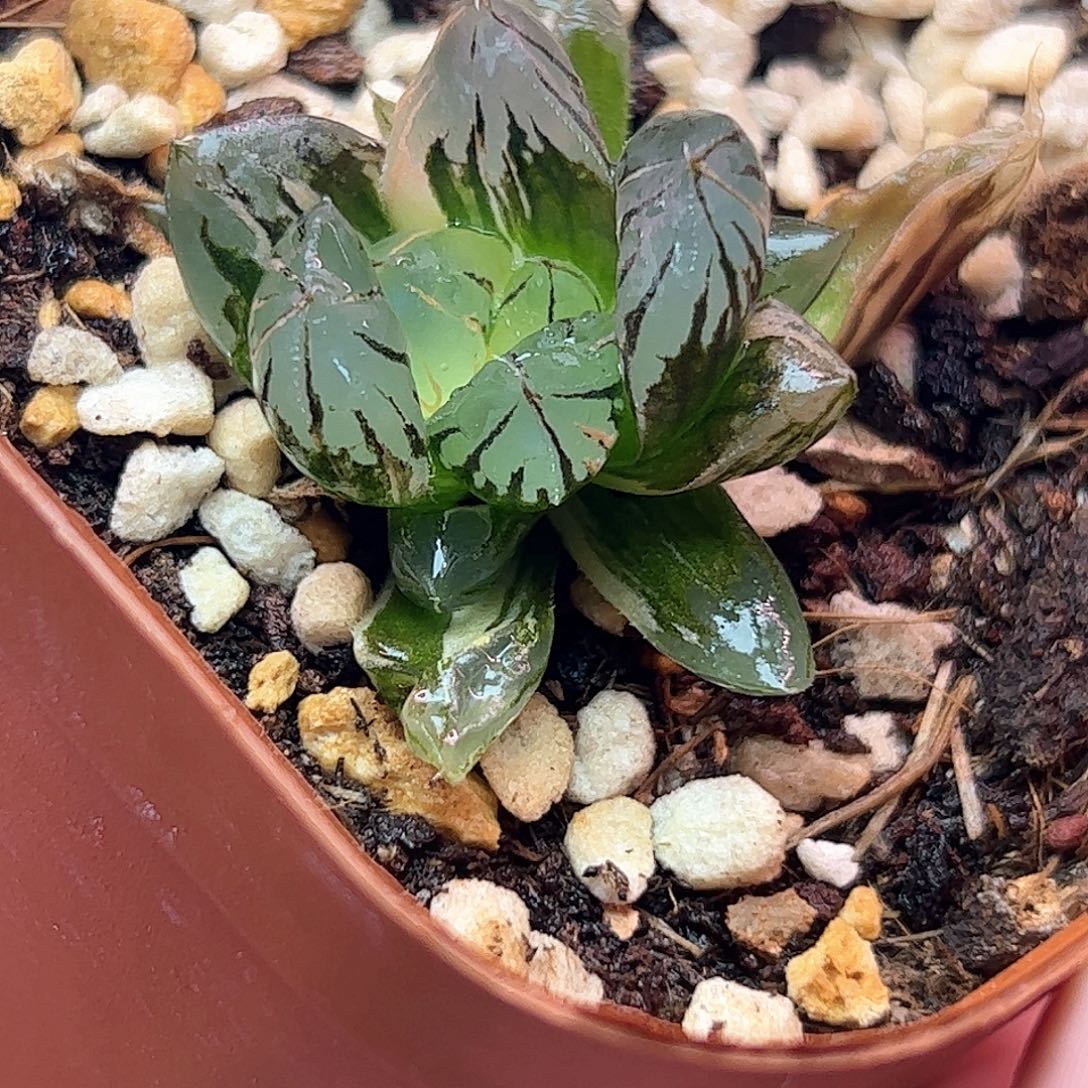水晶玉露锦十二卷多肉