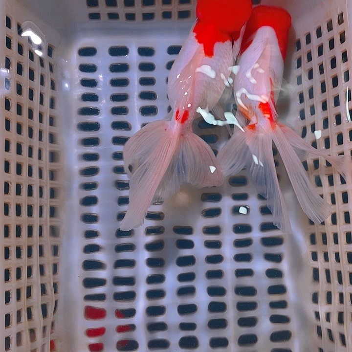 金鱼A**?金鱼宠粉福利开始