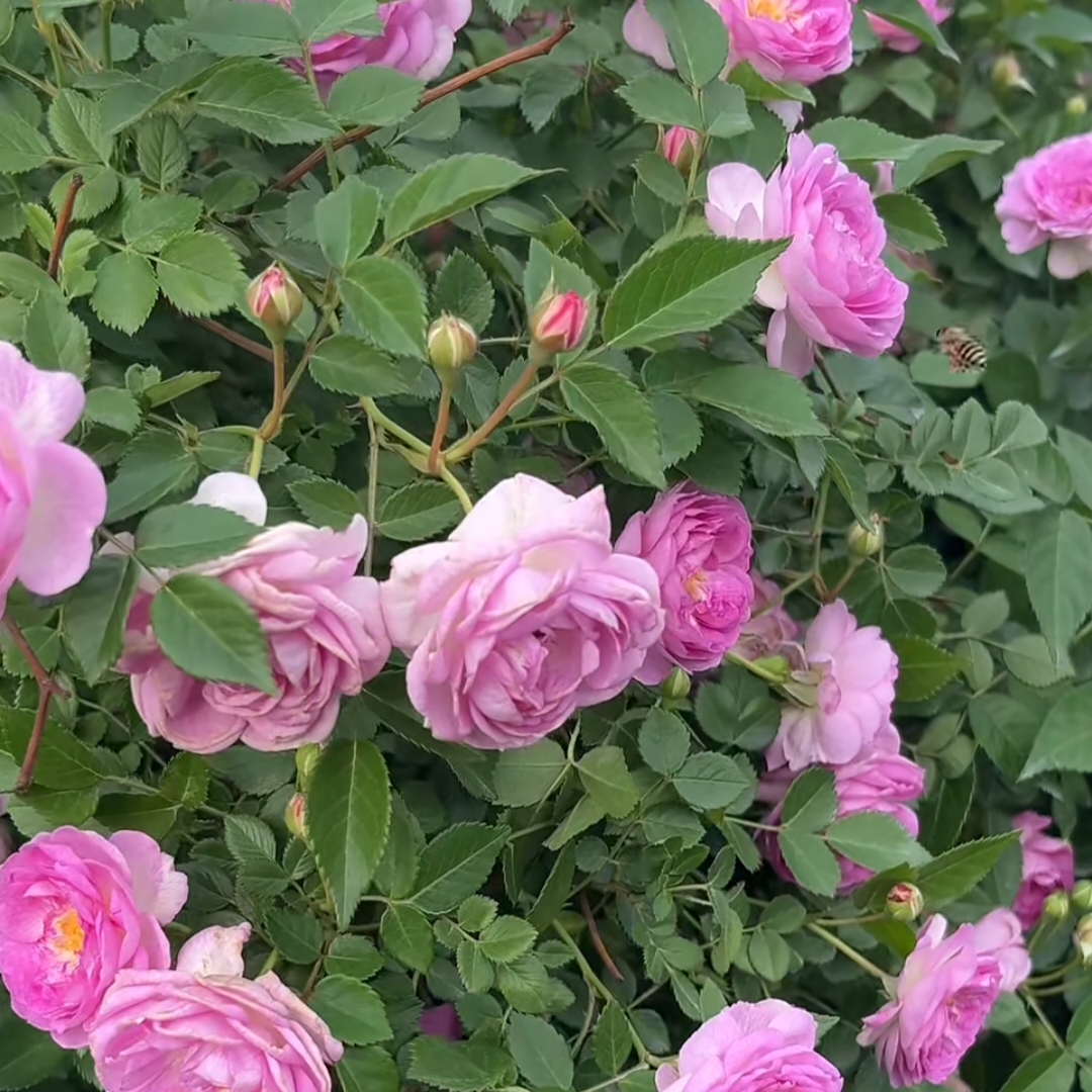 【玛姬婶婶 独颗】大苗粉紫/蓝紫爬藤型抗热抗晒爆花机器抗病好盆栽