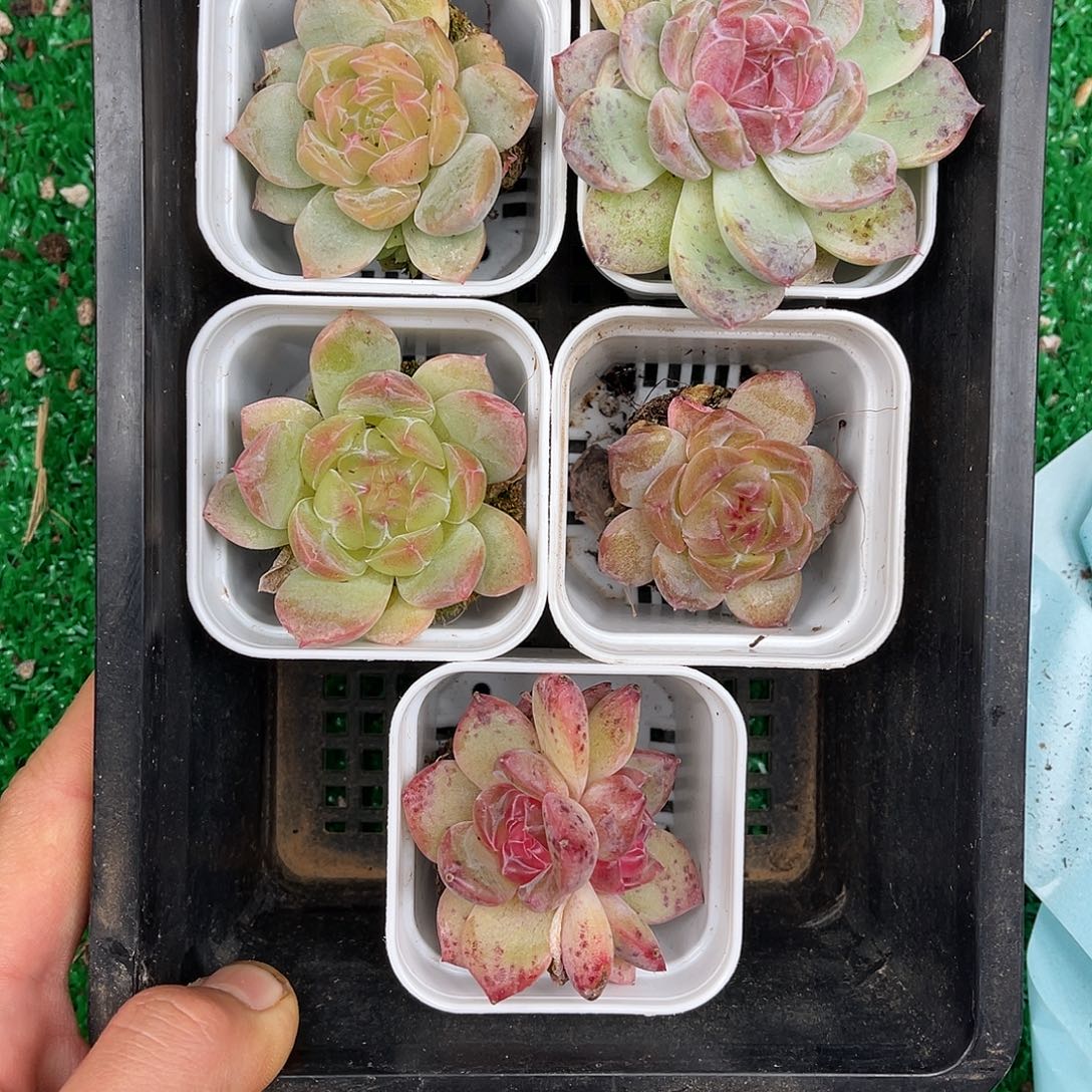 多肉一物一拍9-122