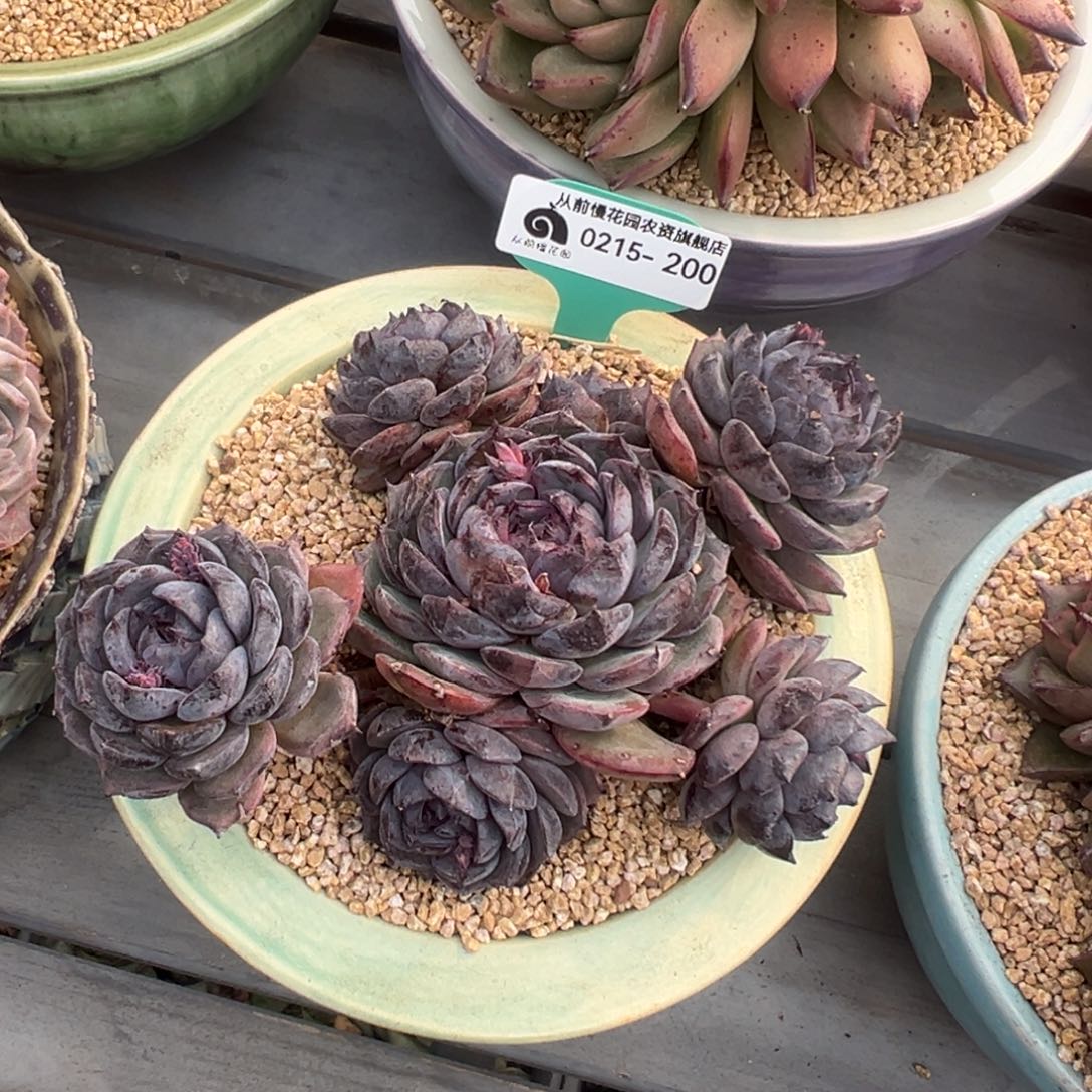 多肉一物一拍0214-200