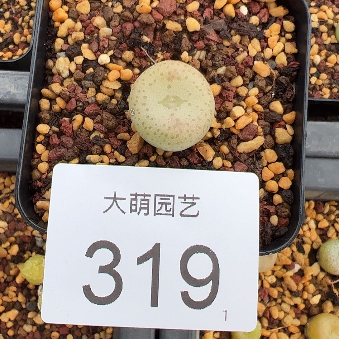 00000319一物一拍脱土发