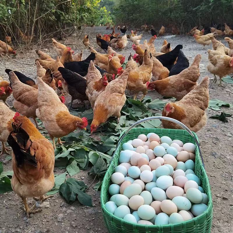 正宗散养土鸡蛋虫草蛋健康营养五谷喂养现捡现发
