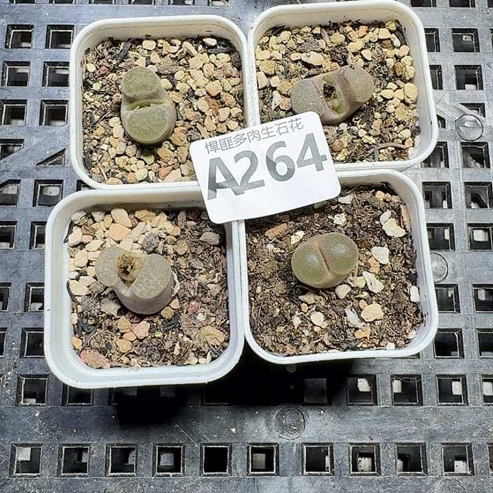 i***7264 多肉植物多肉植物