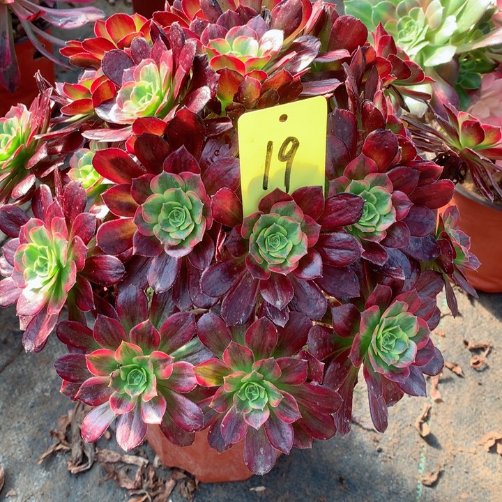 19安娜多肉111111