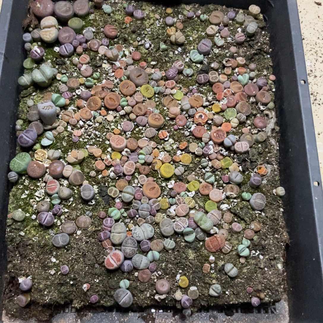 7622特价混合只带土有疤个头小