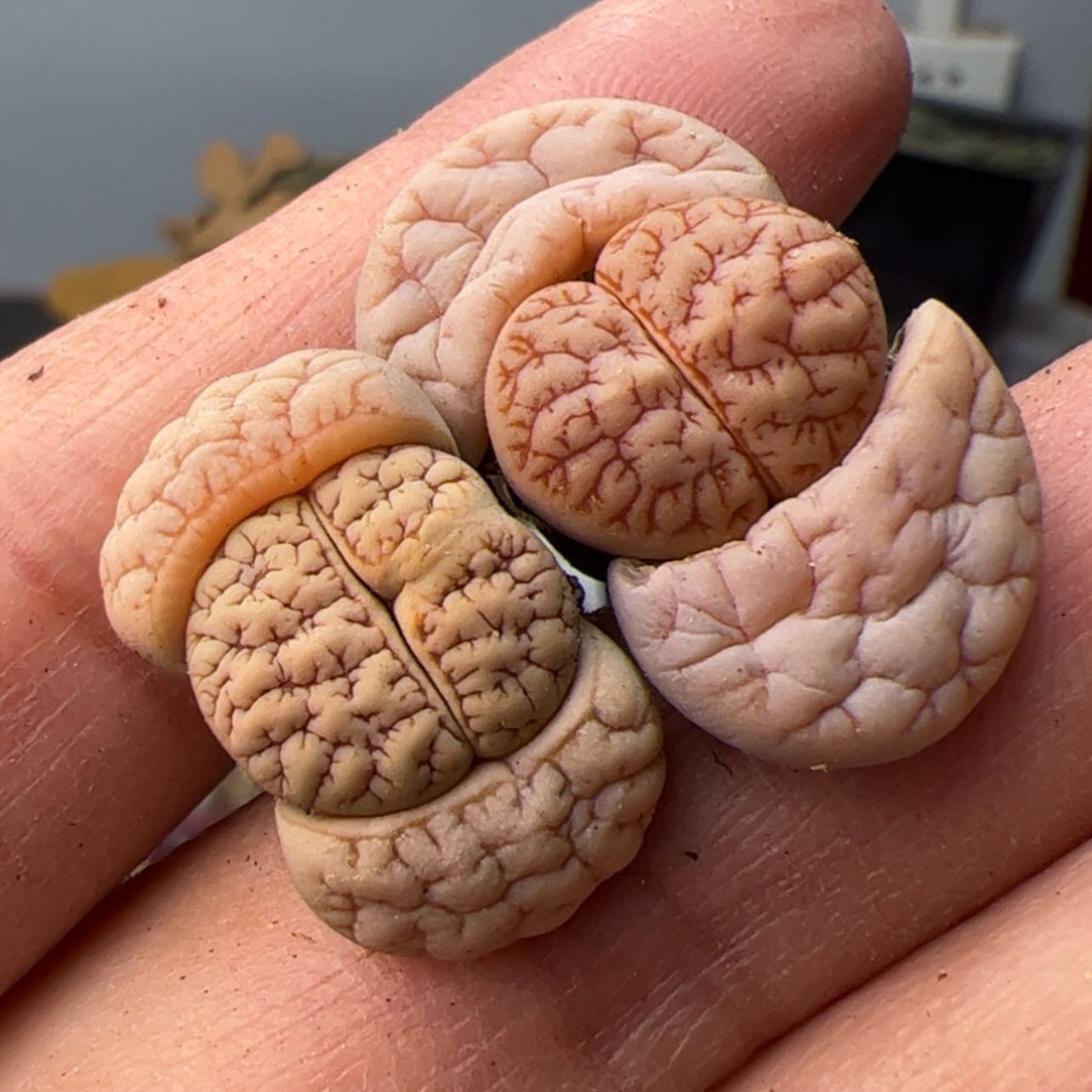 【闪购商品】0000004