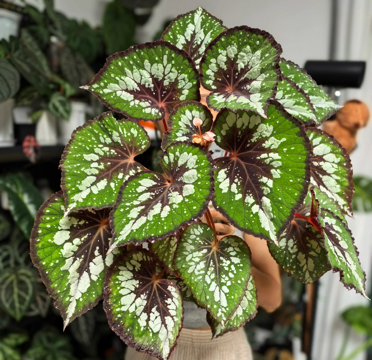 抹茶，星空秋海棠室内高档热植盆栽（轻微叶损不售后）