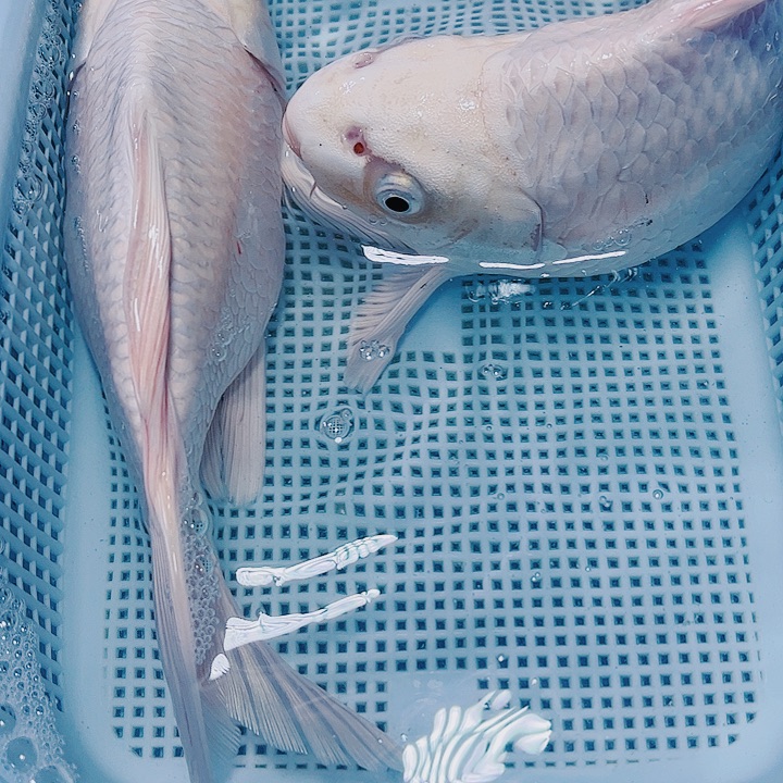 海水鱼锦鲤观赏鱼113