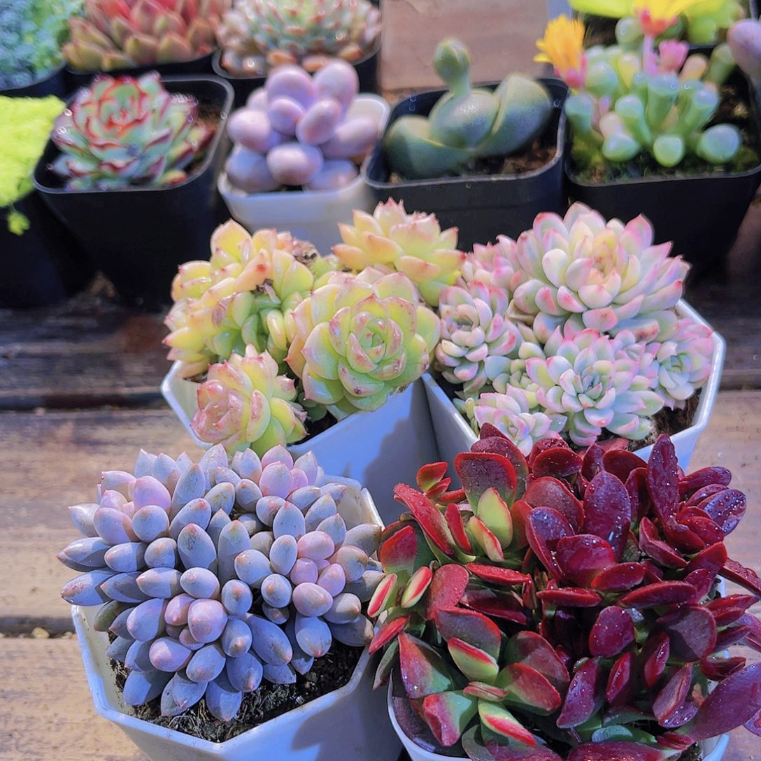 紫碟➕蓝舍香水➕麦秆群➕女雏锦