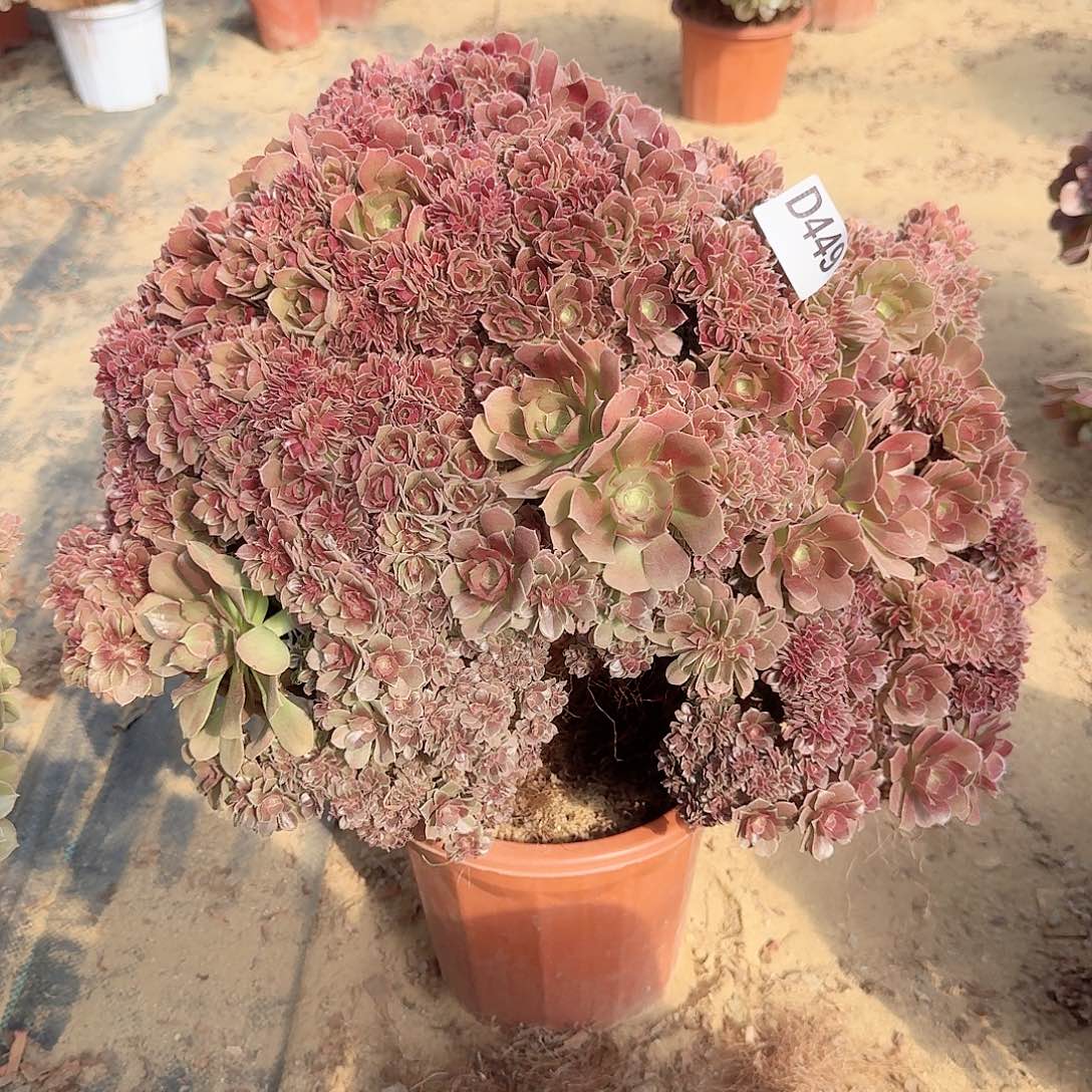 449火玫瑰朵朵一颗呀呀